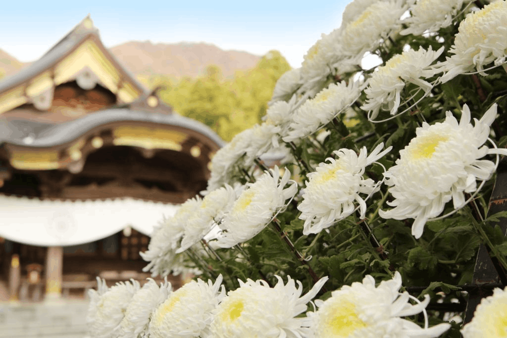 彌彦菊花祭